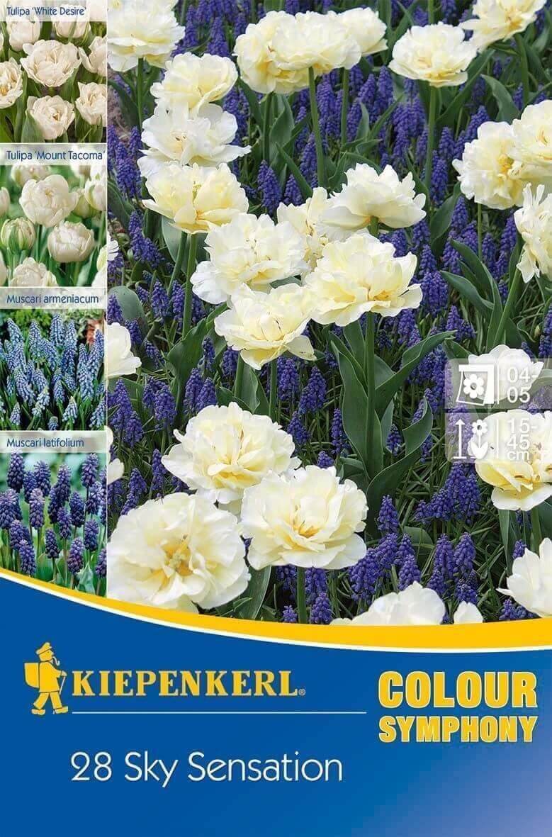 Blumenzwiebeln Colour Symphony 'Sky Sensation' (Tulpe + Perle) Kiepenkerl 28 Stück