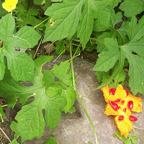 Balsam pear (Momordica charantia) 5 grains