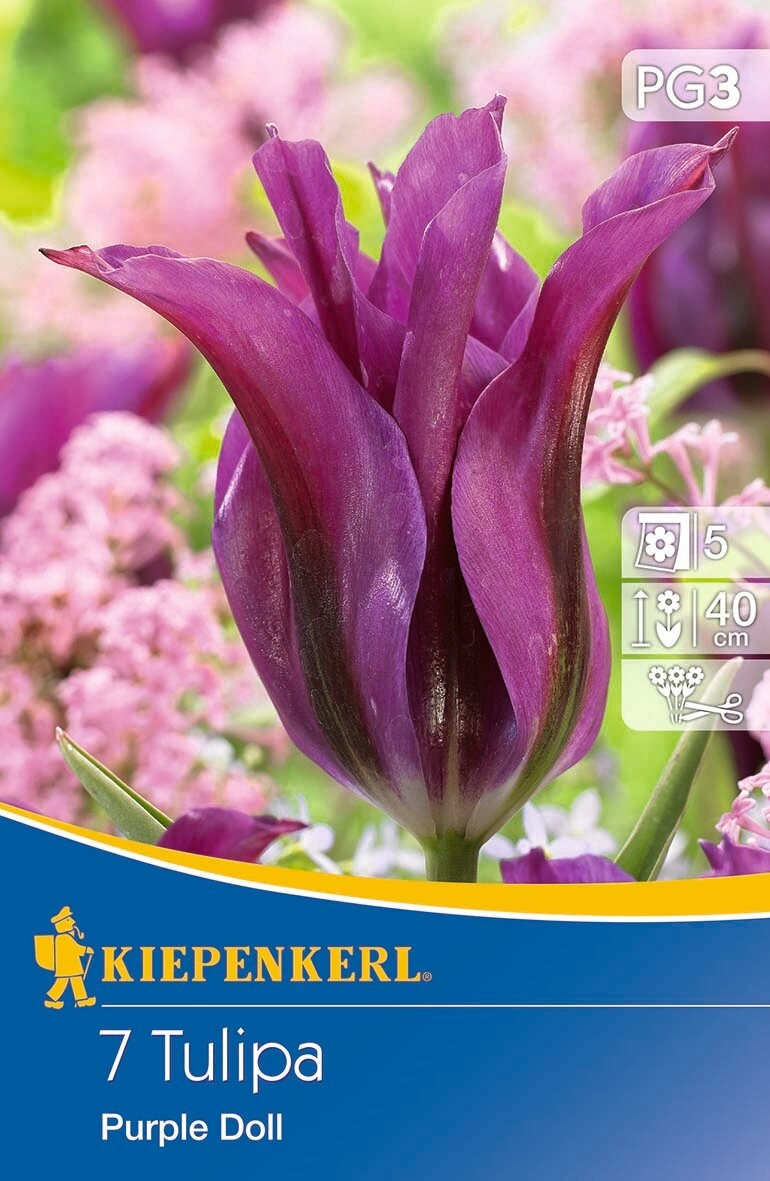 Blumenzwiebel Tulpe Lila Puppe 7 Stück Kiepenkerl