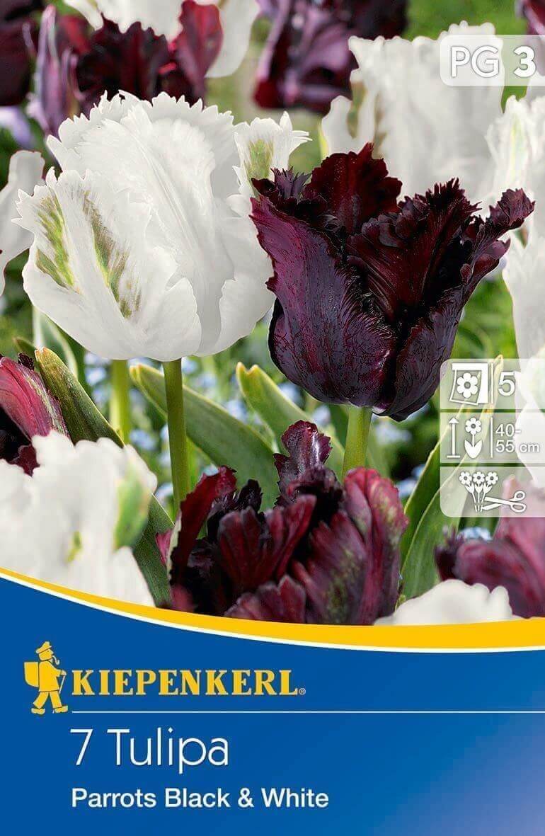 Blumenzwiebel Tulpen-Duo Papageien Schwarz-Weiß Kiepenkerl 7 Stück