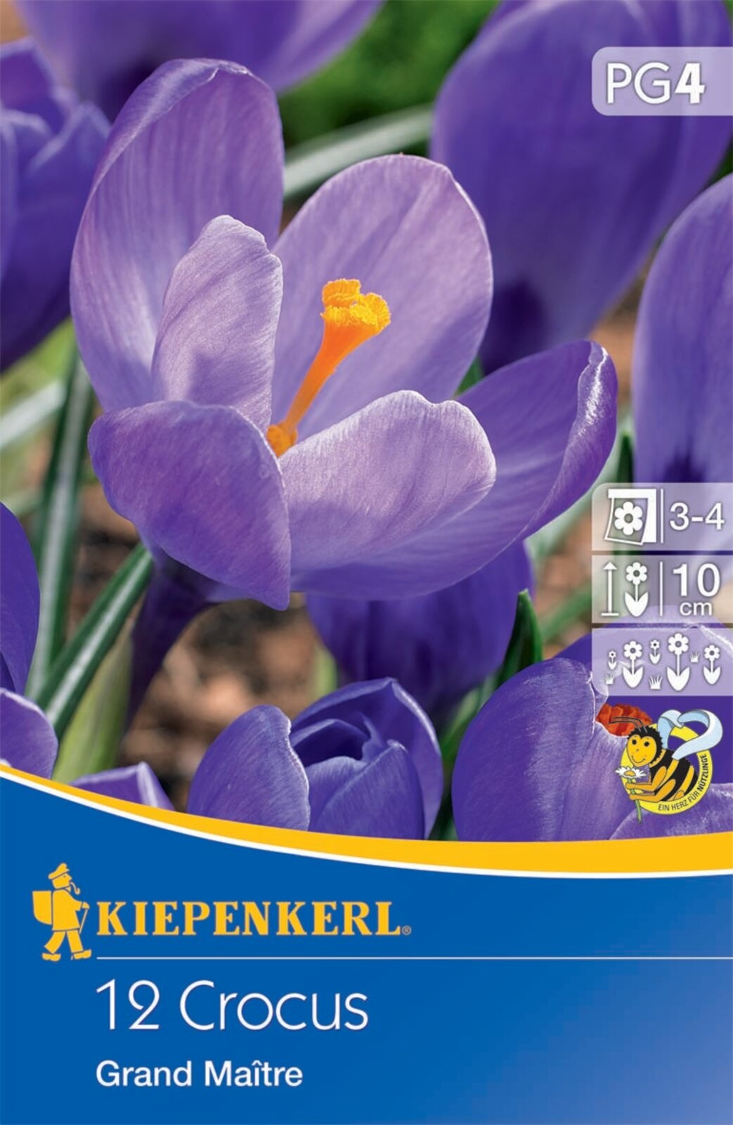 Blumenzwiebel Großblumige Kokosnuss Grand Maitre/Blau 12 Stück Kiepenkerll