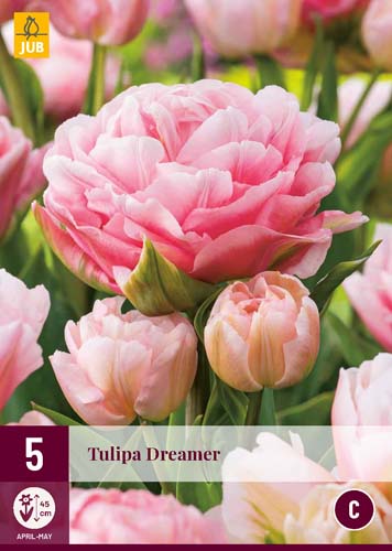 Blumenzwiebel Tulip Dreamer 5 Stück JUB