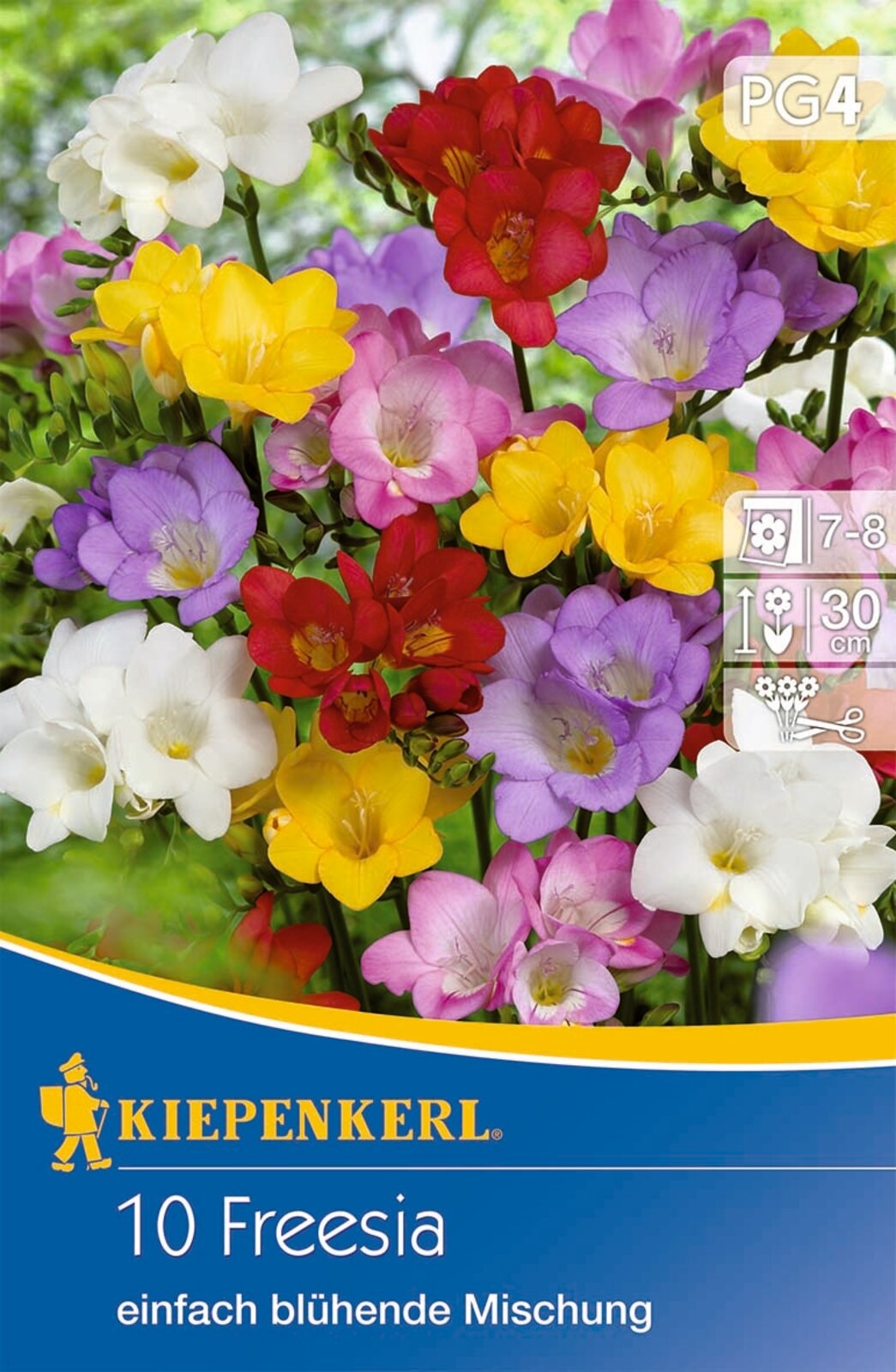 Zwiebel Freesia (Freesia) einfache Blume Farbmix Kiepenkerl 10 Stück