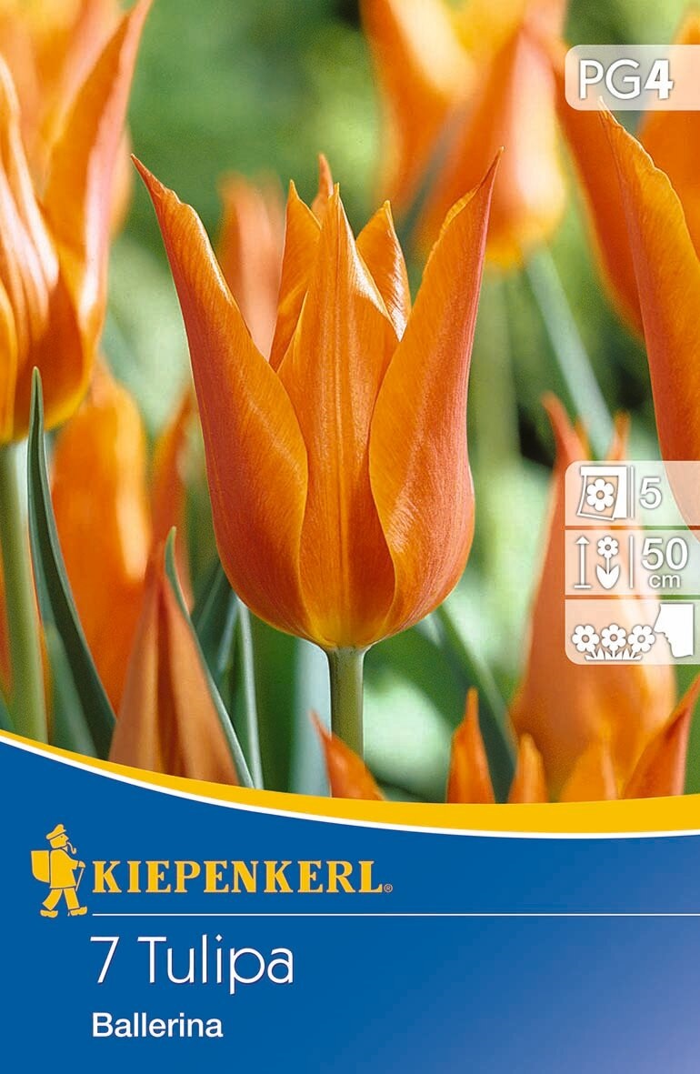 Blumenzwiebel Tulpe Ballerina 7 Stück Kiepenkerl