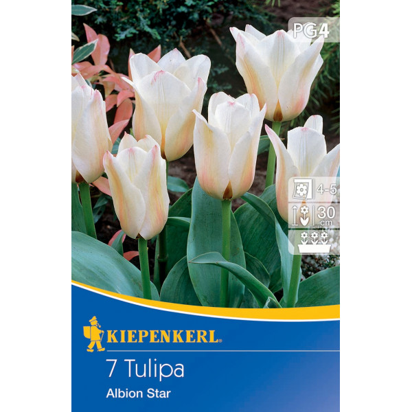 Virághagyma Tulipán Albion Star Kiepenkerl 7 db