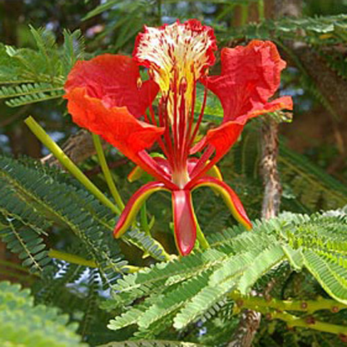 Brennholz (Delonix regia) 5 Körner