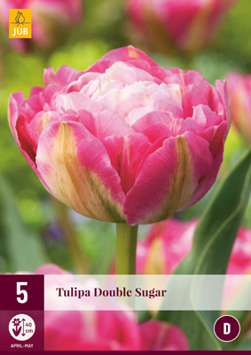 Blumenzwiebel Tulpe Double Sugar 5 Stück JUB