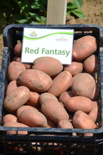 Kartoffelsamen Knolle "Red Fantasy" 50 Stück