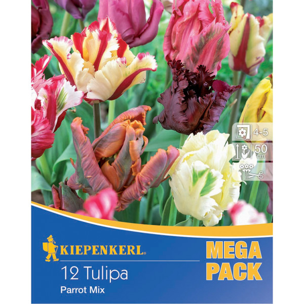 Bulb Tulip Mega-Pack (parrot flower) colour mix Kiepenkerl 12 pcs