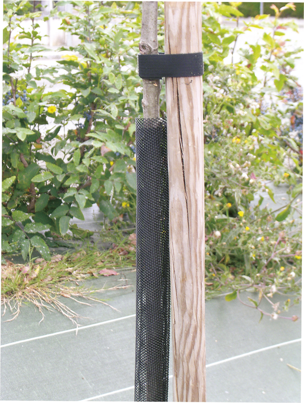 Tree protection grid Treex black 80 cm (11 cm diameter)