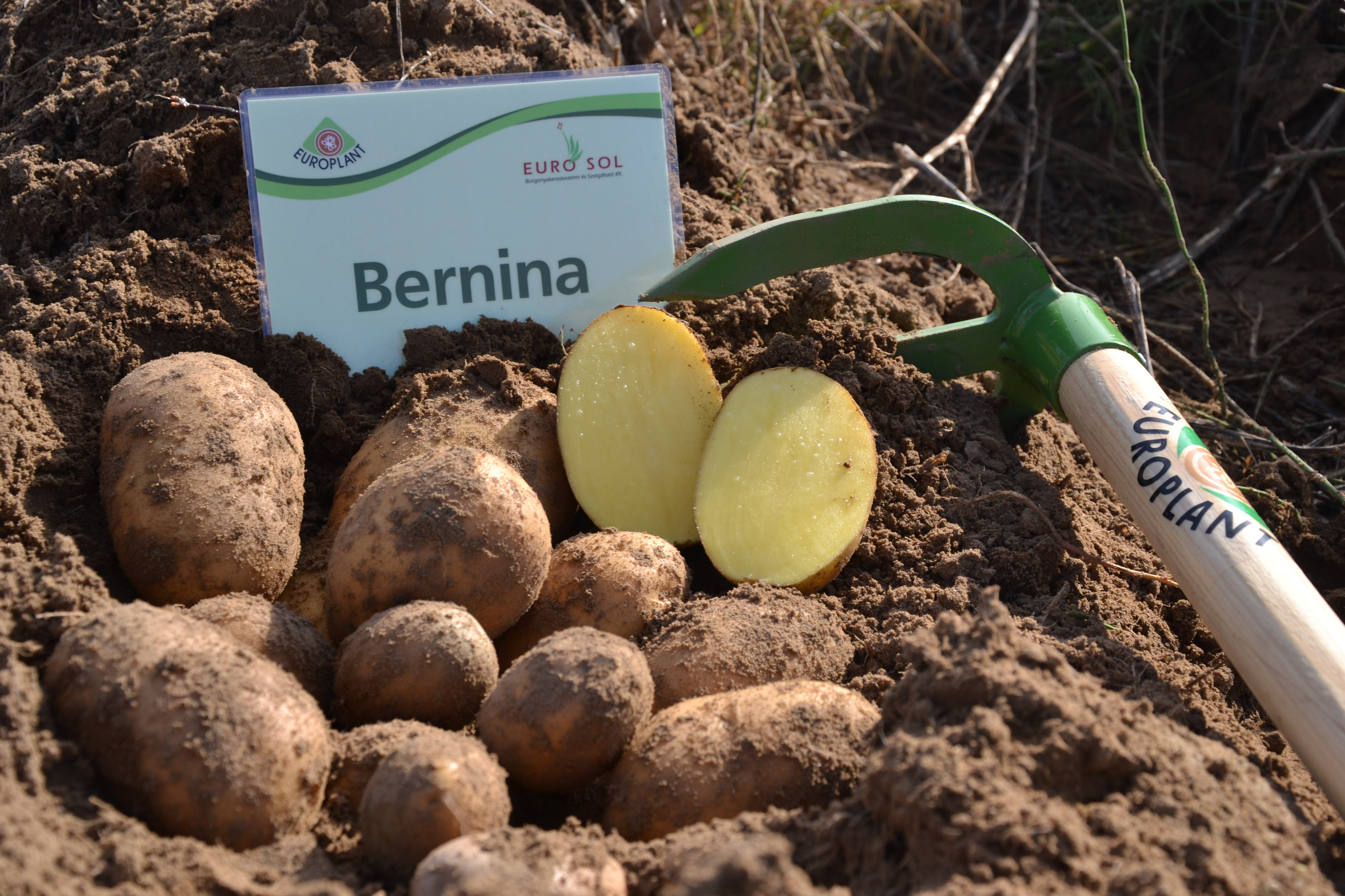Kartoffelsamenknolle "Bernina" 50 Stück