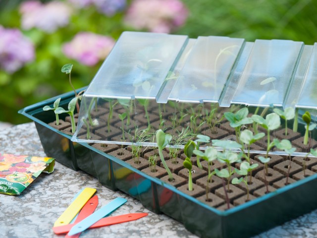 Propagator (germinator) with hydroponic tray