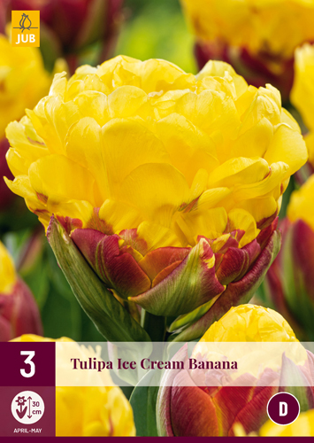 Blumenzwiebel Tulpe Eiscreme Banane 3 Stück JUB