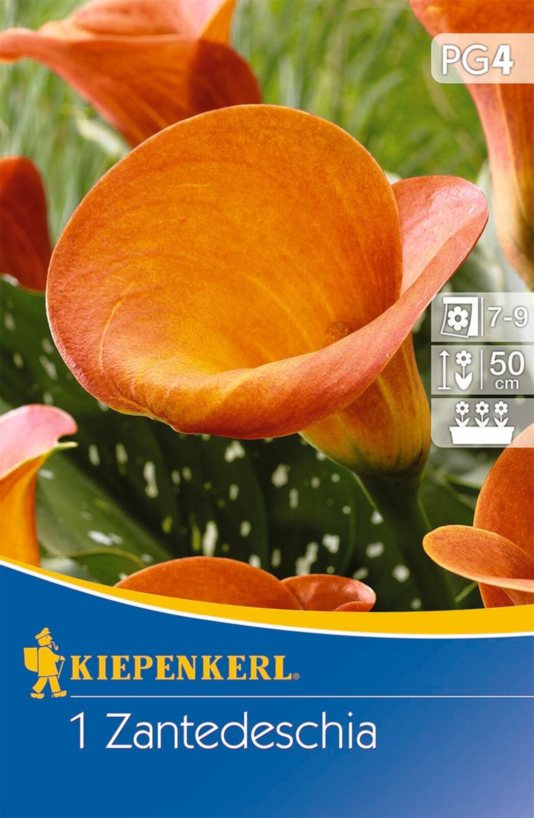 Bulb Kale (Zantedeschia) orange (orange) Kiepenkerl 1 pc