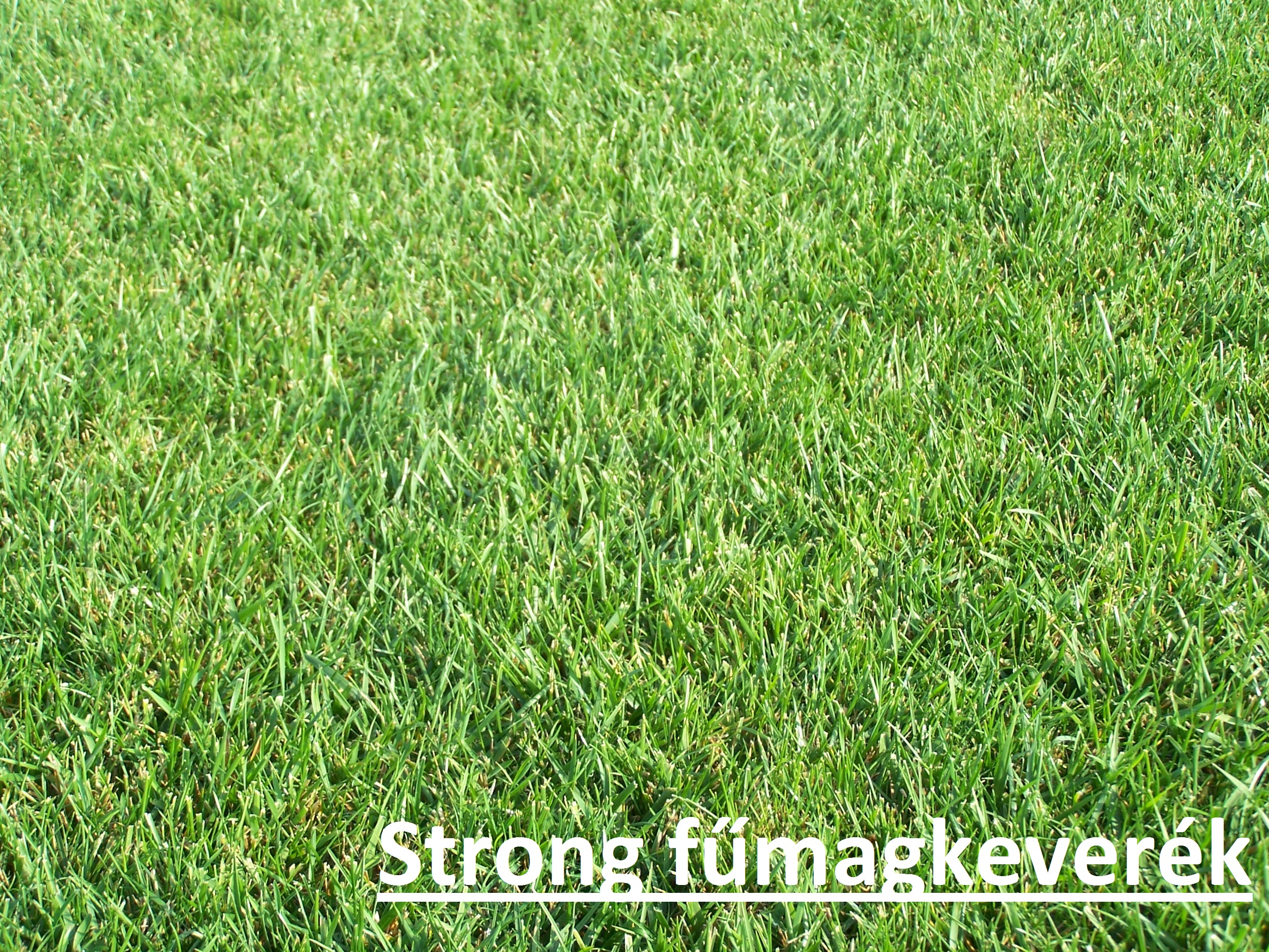 ICL Grassamen Strong (trockenheitsresistent) 10 kg