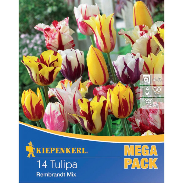 Blumenzwiebel Tulpe Mega-Pack Rembrandt mix Kiepenkerl 14 Stück