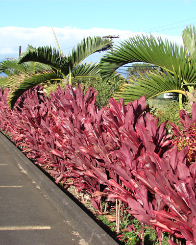 Breitblättriges Maiglöckchen (Cordyline fruticosa) 5 Samen