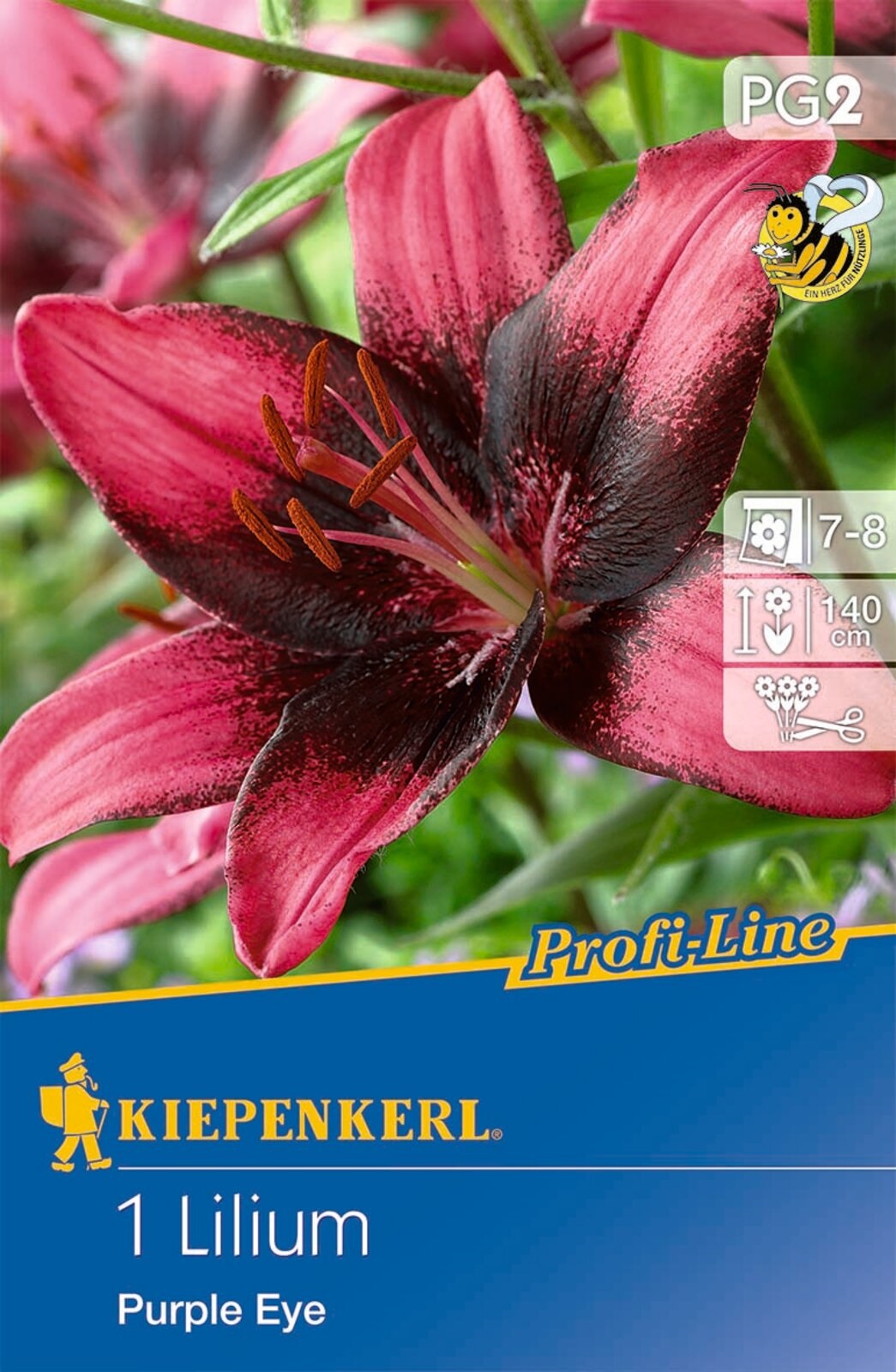 Blumenzwiebel Lilie Purple Eye (rosa-bordeaux) Kiepenkerl 1 Stück