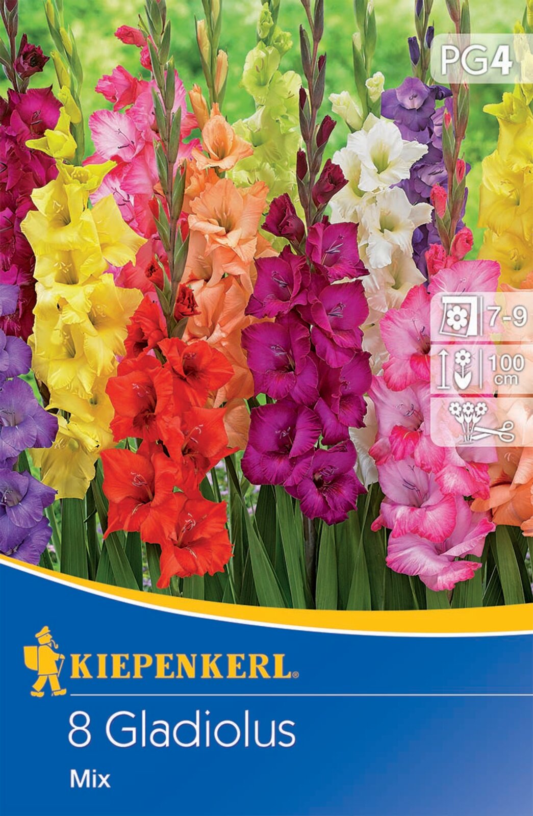 Blumenzwiebel Schwertblumen Mix Kiepenkerl 8 Stück