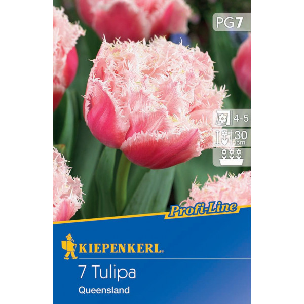 Blumenzwiebel Tulpe Queensland Kiepenkerl 7 Stück