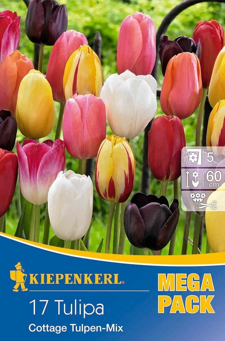 Blumenzwiebel Tulpe Mega Pack Cottage Mix 17 Stück Kiepenkerl