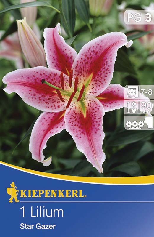 Blumenzwiebel Lilie Kiepenkerl Stargazer 1 Stück