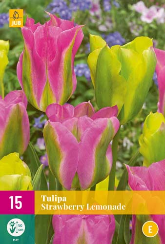 Blumenzwiebel Tulpe Erdbeerlimonade 15 Stück JUB