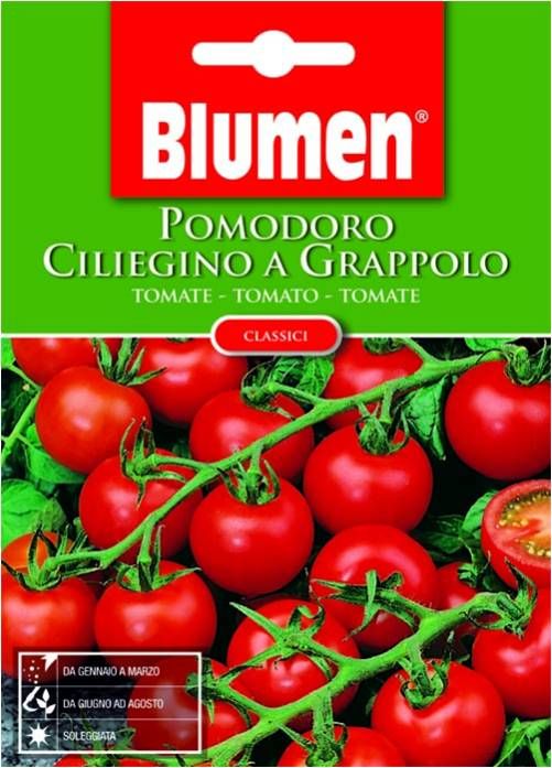 Tomatentrauben-Kirsche (Cherry cluster) Blumen 2g