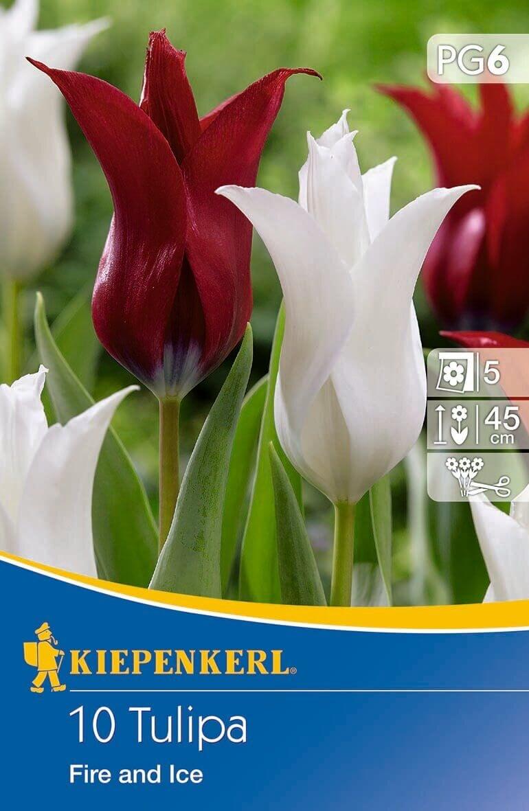 Bulb Tulip mix Fire and Ice Kiepenkerl 10 pcs