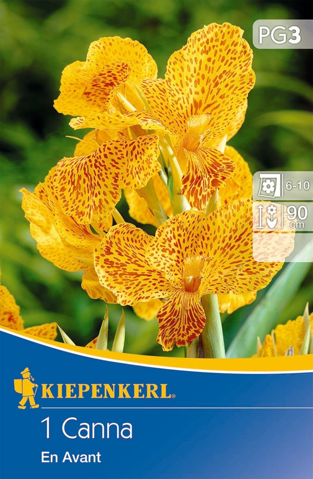 Bulb Canna En Avant (yellow) Kiepenkerl 1 pc