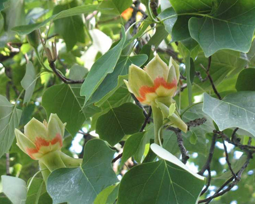 American Tulip (Liriodendron tulipifera) 5 seeds