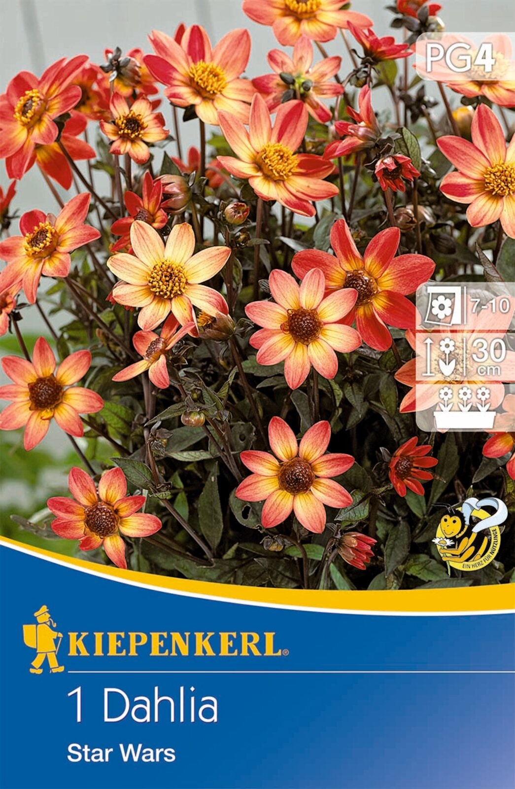 Bulb Dahlia Star Wars (yellow-orange) Kiepenkerl 1 pc