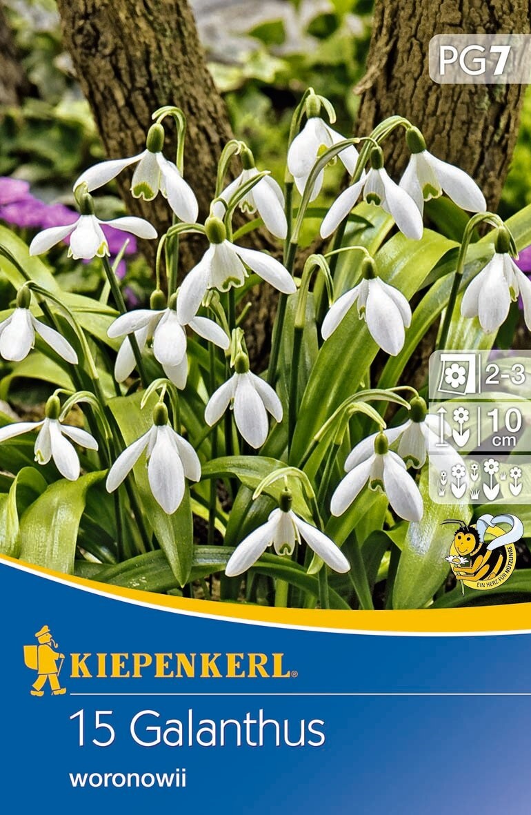 Blumenzwiebel Schneeglöckchen woronowii 15 Stück Kiepenkerl