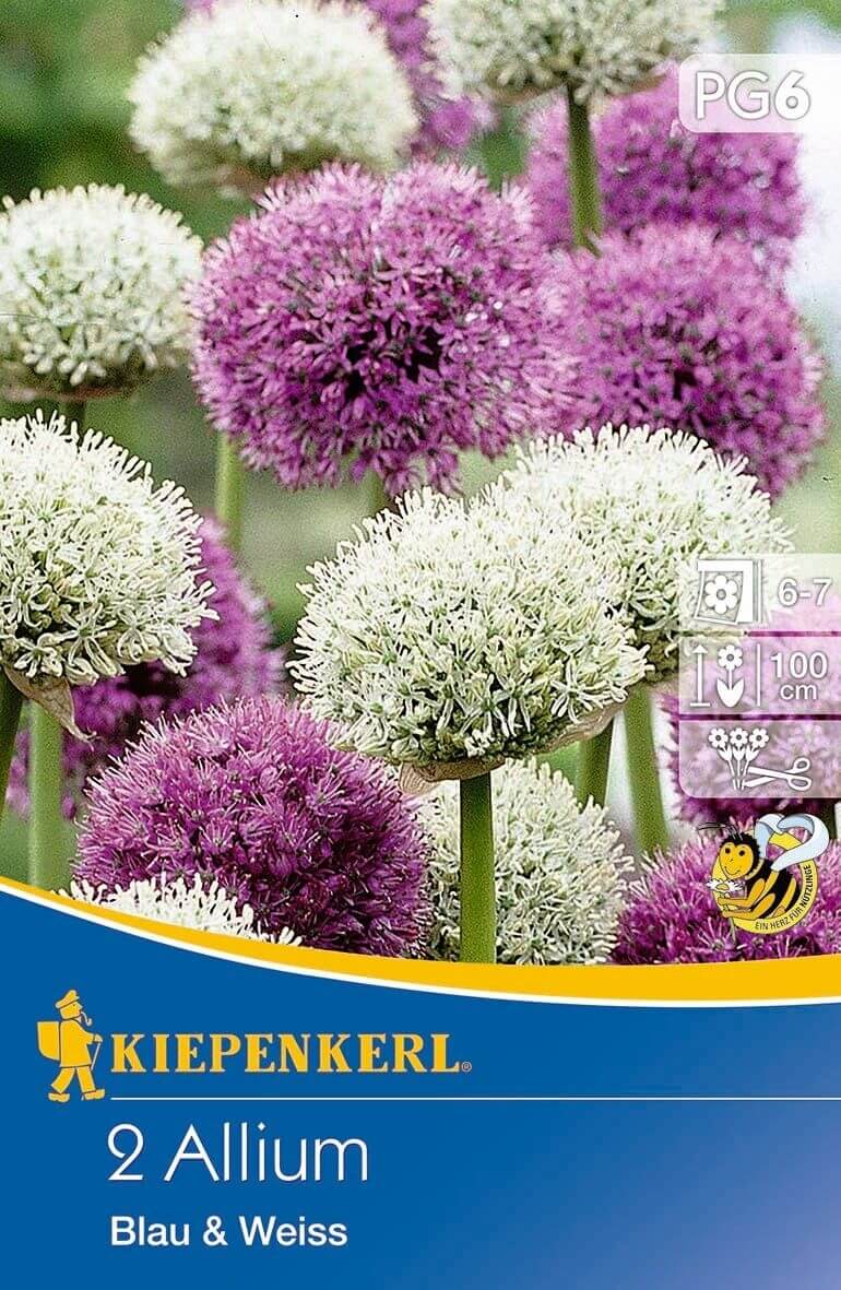 Bulbs Ornamental bulbs metallic-white-purple colour mix (Gladiator and Mount Everest) Kiepenkerl 2 pcs