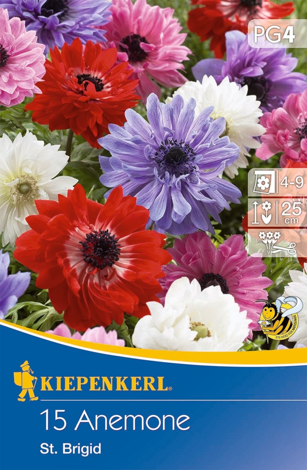 Blumenzwiebel Anemone St. Brigid (gelbe Blütenfarbenmischung) Kiepenkerl 20 Stück