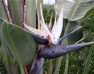 Blue Parrot Flower (Strelitzia nicolai) 5 seeds