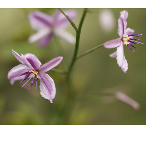 Csokoládé liliom (Arthropodium strictum) 5 szem