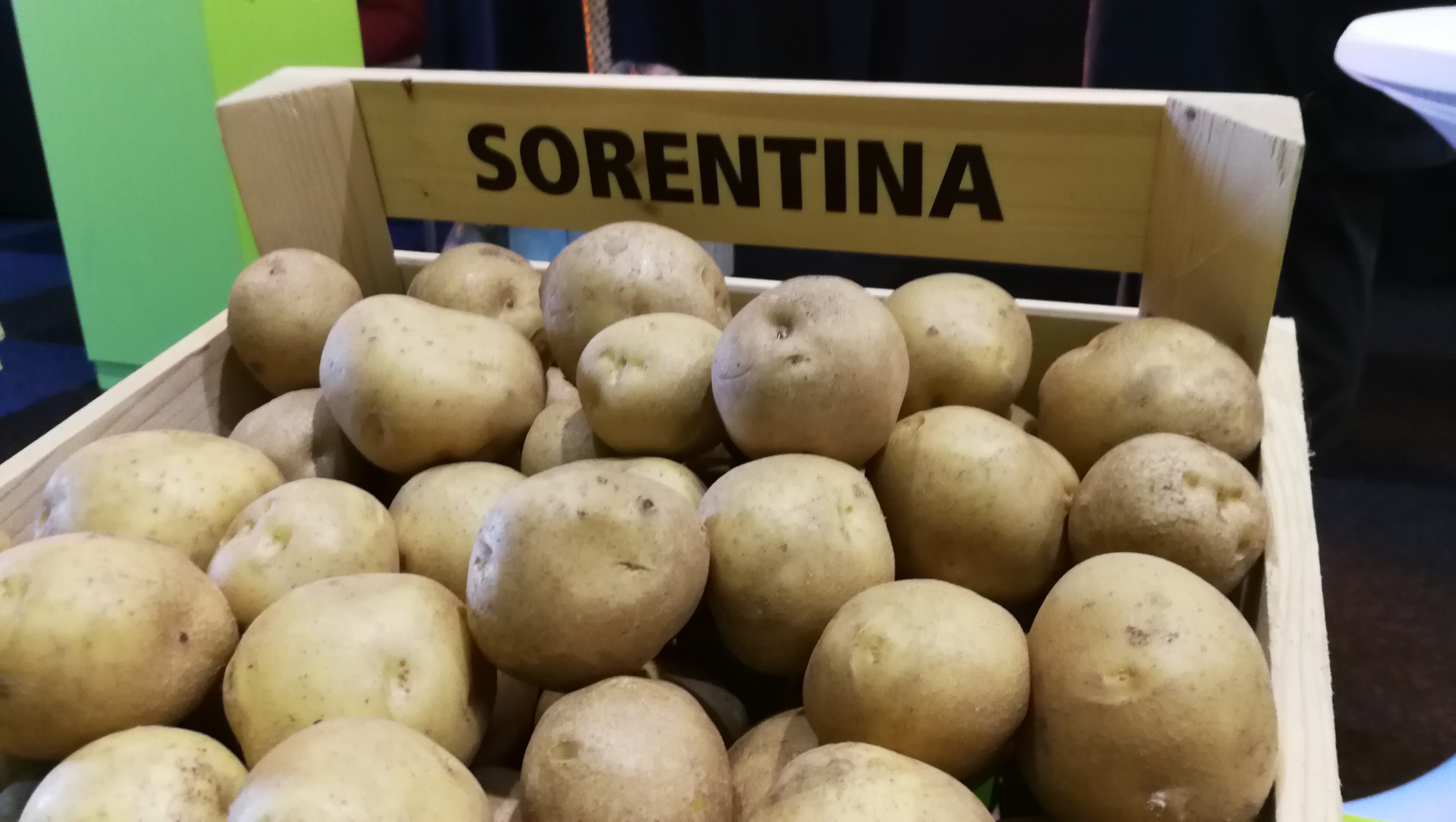 Kartoffelsamenknolle für die Herstellung von Kartoffelchips "Sorentina" 50 Stück