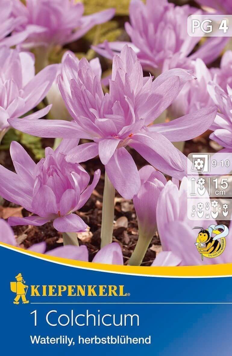 Zwiebel-Sternmiere (Colchicum) Seerose 1 St. Kiepenkerl