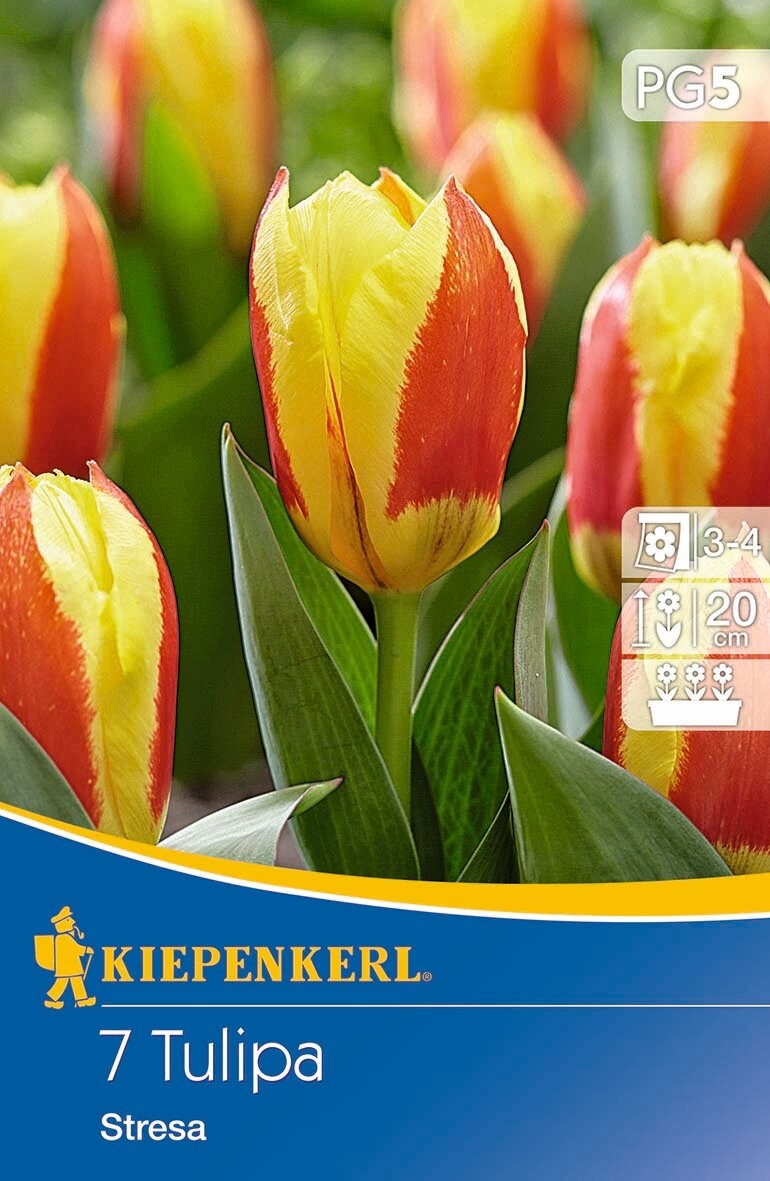 Blumenzwiebel Tulpe Stresa 7 Stück Kiepenkerl