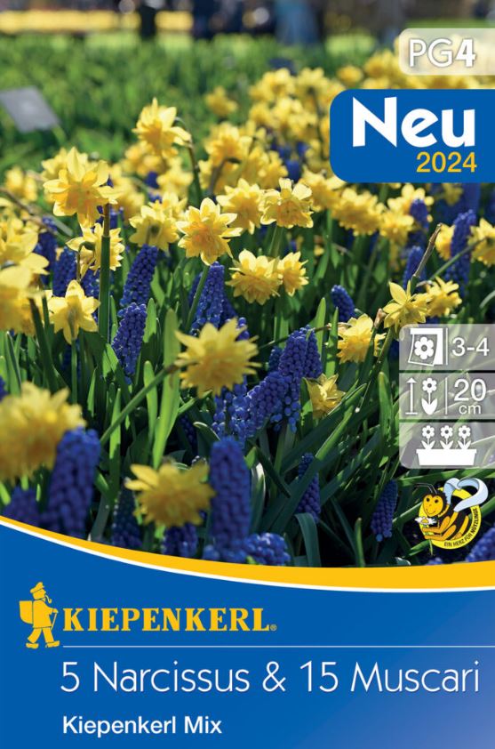 Flower bulb Daffodil-Blueberry assortment 20 pcs Kiepenkerl