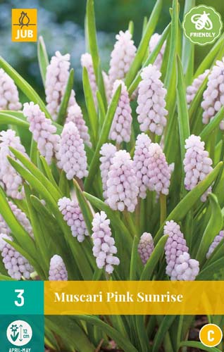 Blumenzwiebel Muscari Pink Sunrise 3 Stück JUB