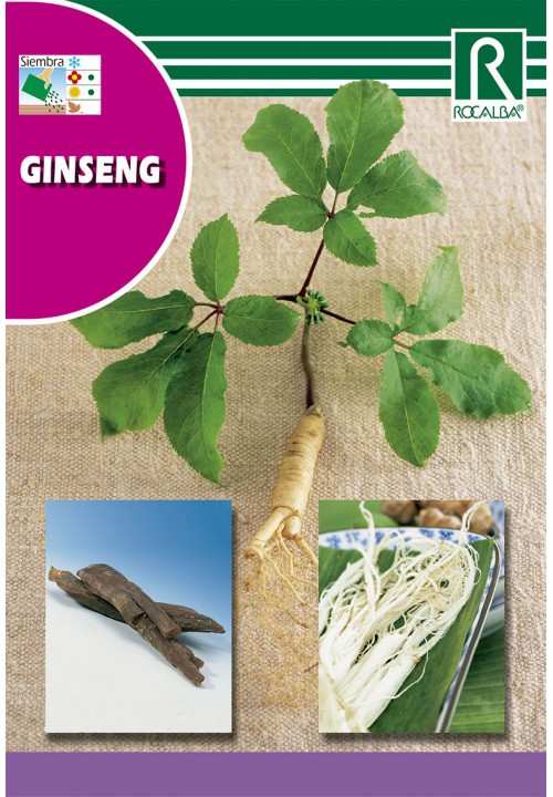 Ginseng Rocalba 4 Körner