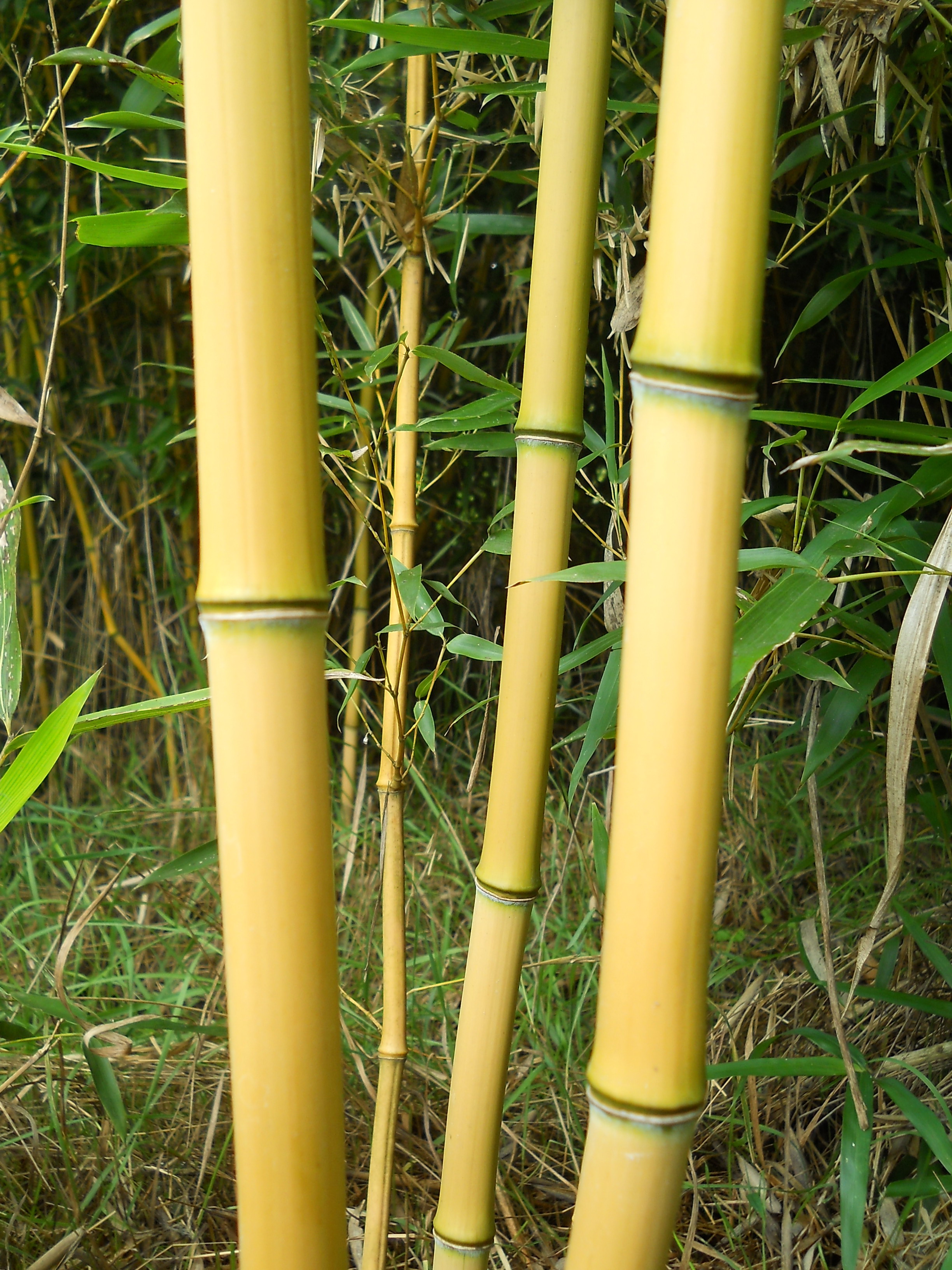 Bambuspfahl 105 cm 8-10 mm