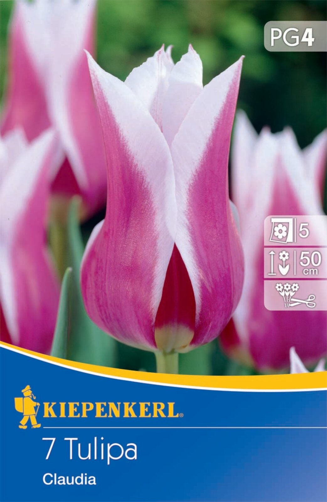 Blumenzwiebel Tulpe mit Lilienblüten Claudia 7 Stück Kiepenkerl