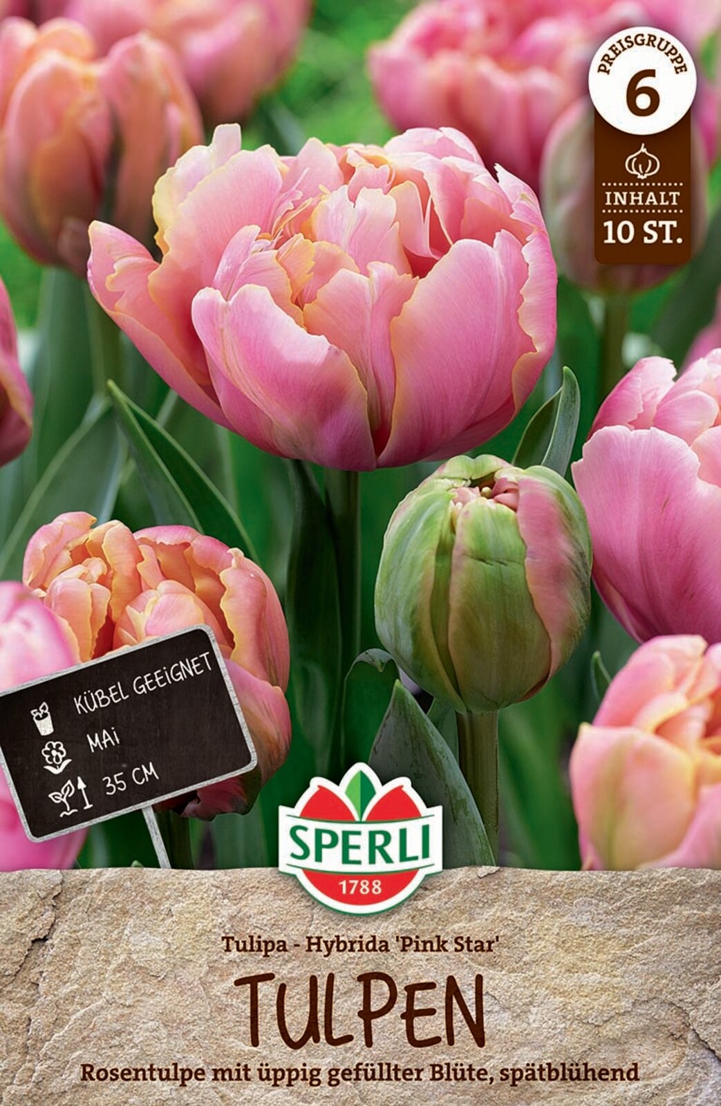 Blumenzwiebel Tulpe Rosa Stern 10 Stück Sperli