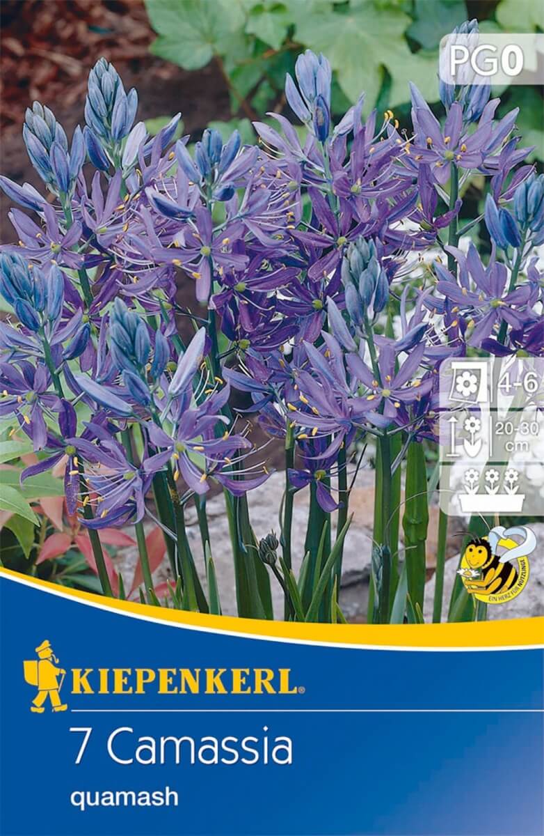 Zwiebel Prairie Garden (Camassia) 7 Stück Kiepenkerl