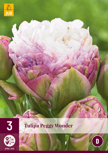 Blumenzwiebel Tulpe Peggy Wonder 3 Stück JUB