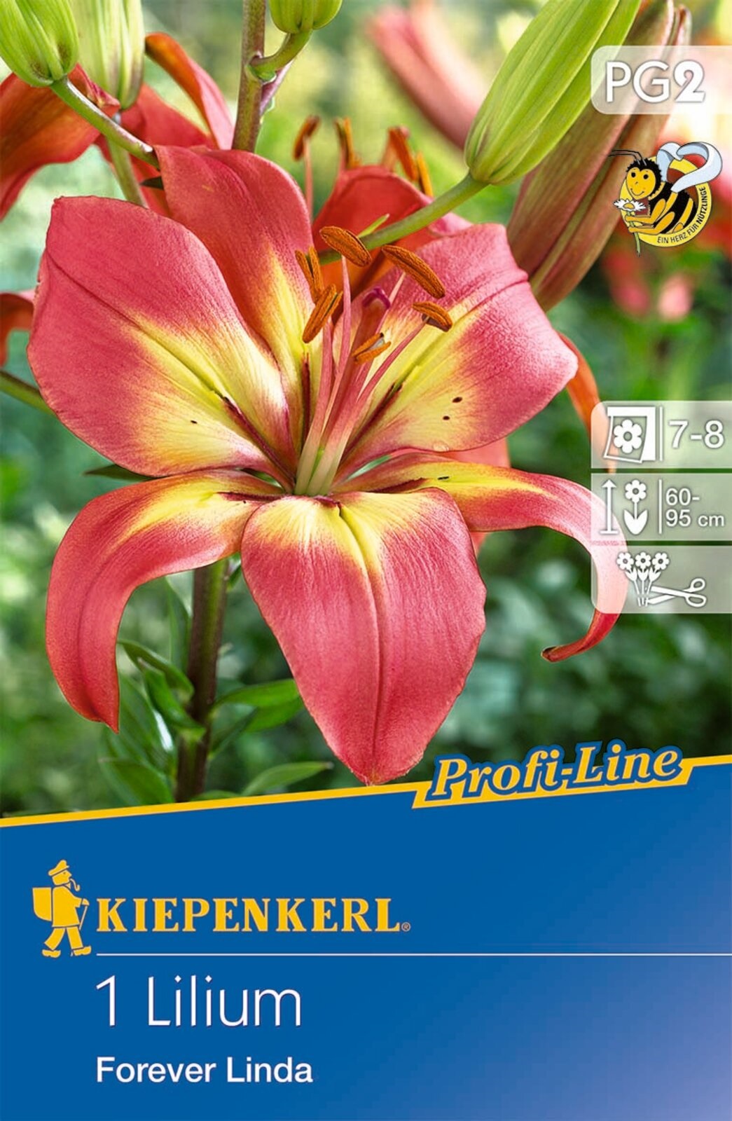 Blumenzwiebel Lily Forever Linda (korallengelb) Kiepenkerl 1 Stück