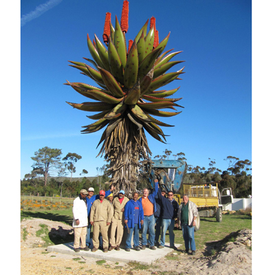 Aloe ferox (Aloe ferox) 5 grains